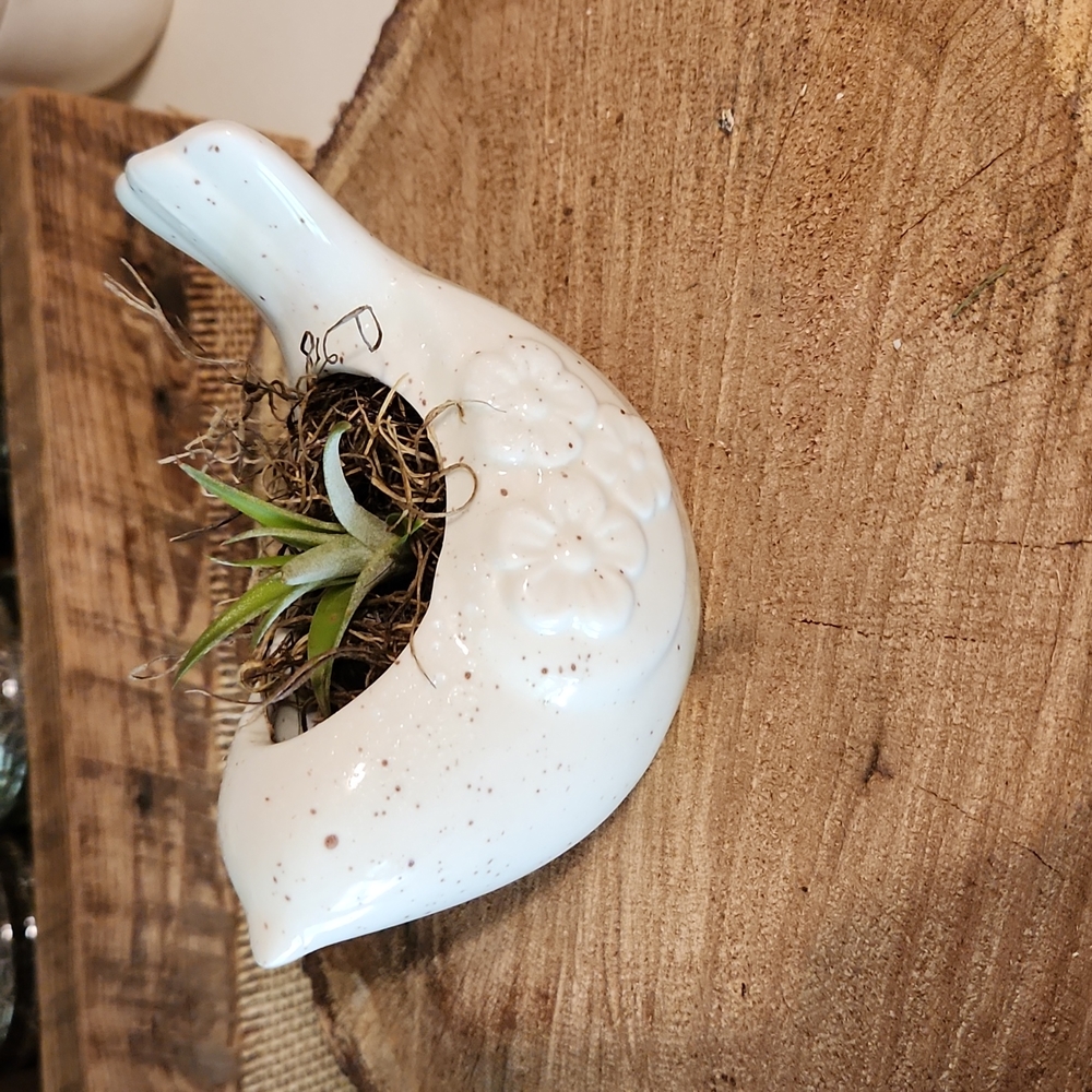 Air Plant in Ceramic Bird